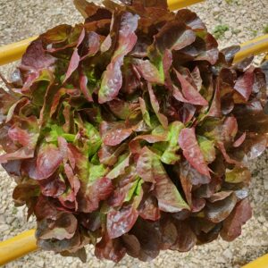 Salade Feuille de chêne brune