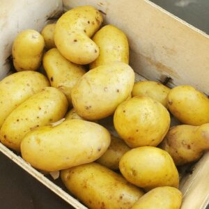 pommes de terre nouvelles
