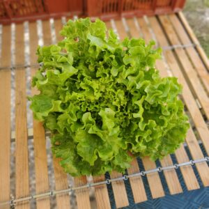 Salade batavia blonde