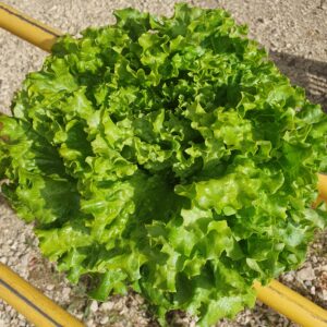 Salade batavia blonde