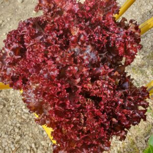 Salade batavia brune
