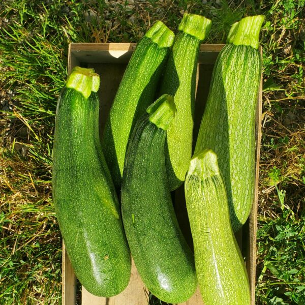 Courgettes