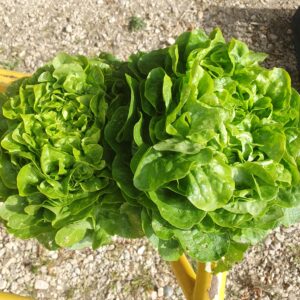 Salade Feuille de chêne blonde