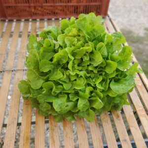 Salade Feuille de chêne blonde
