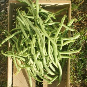Haricots verts
