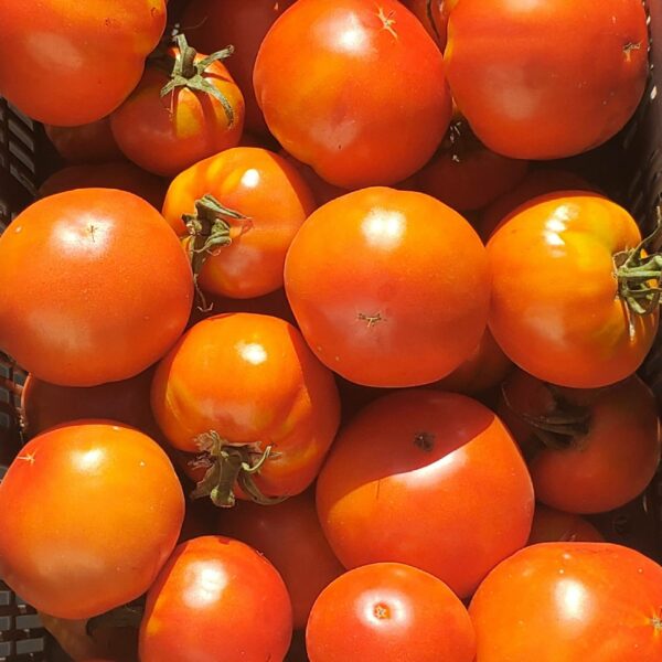 Tomates rondes