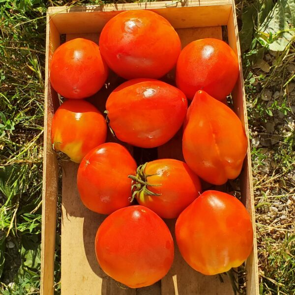 Tomates anciennes Cœur de bœuf