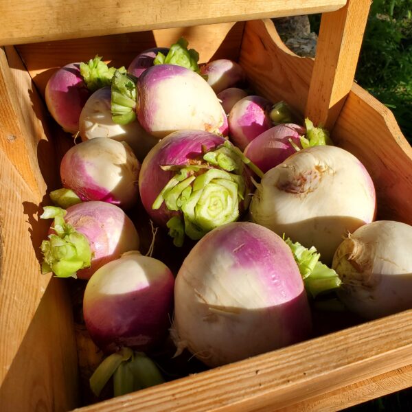 Navets violets