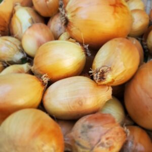Oignons jaunes