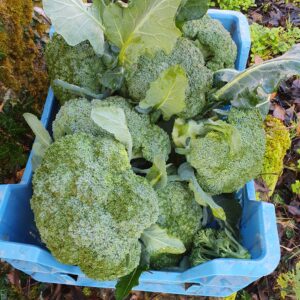 Brocoli