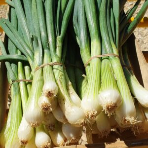 Oignons blancs nouveaux