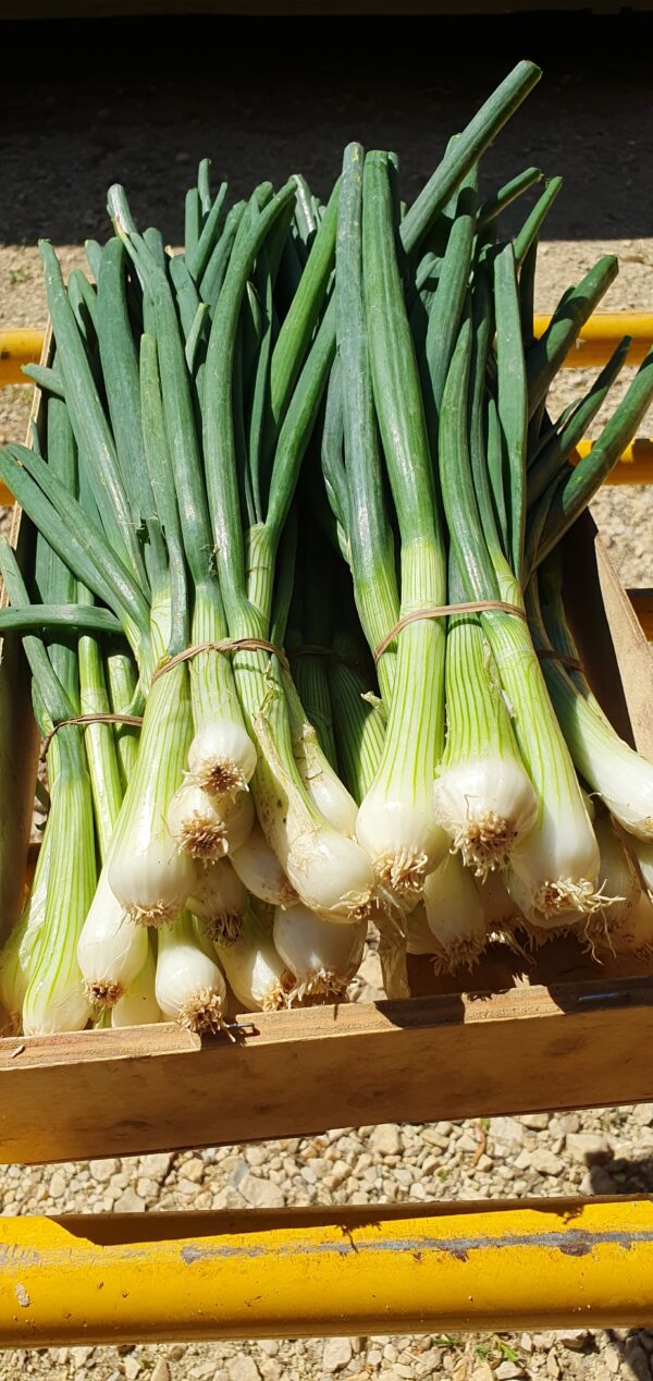 Oignons blancs nouveaux