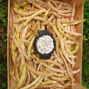 Haricot coco à écosser