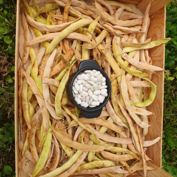 Haricot coco à écosser