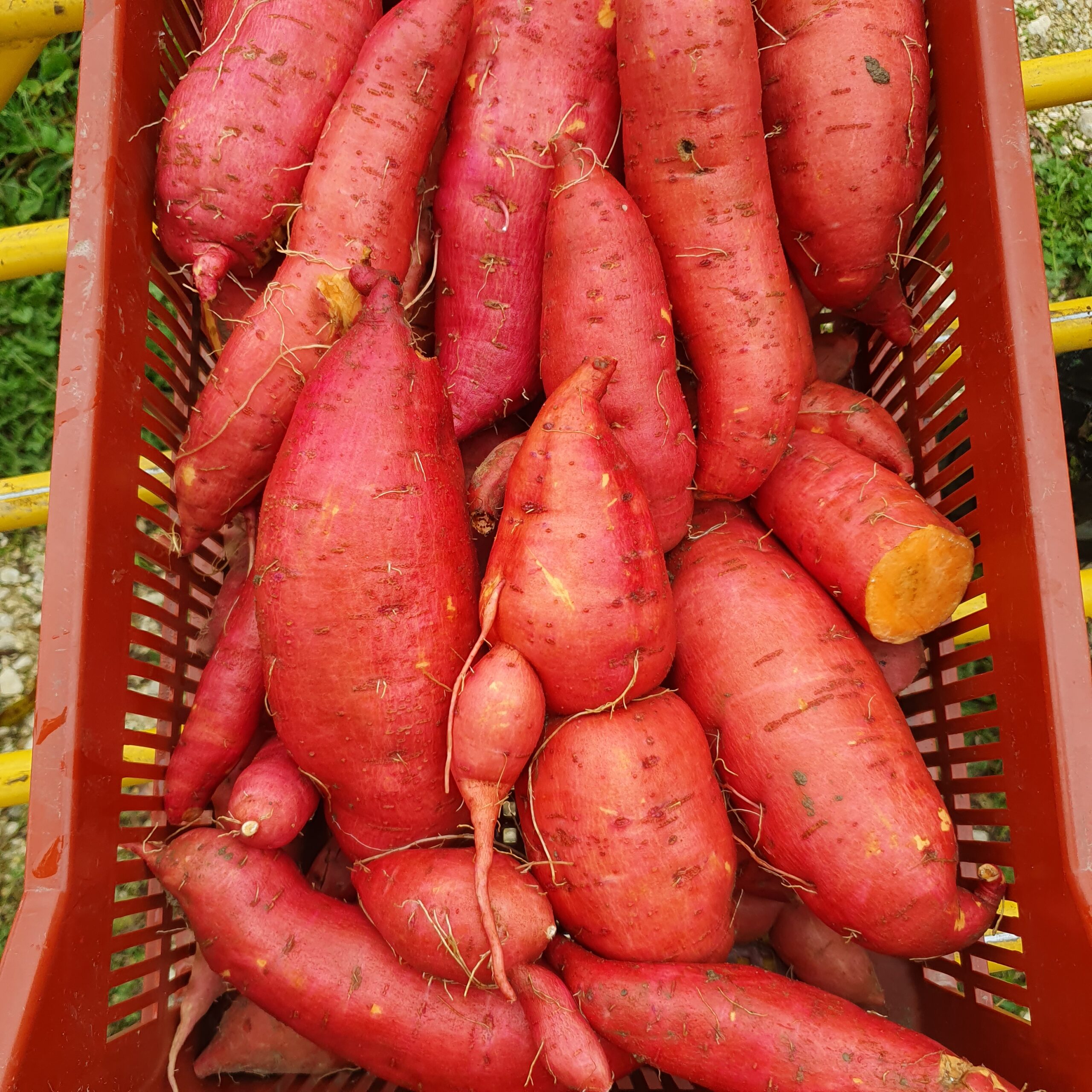 Patates douces