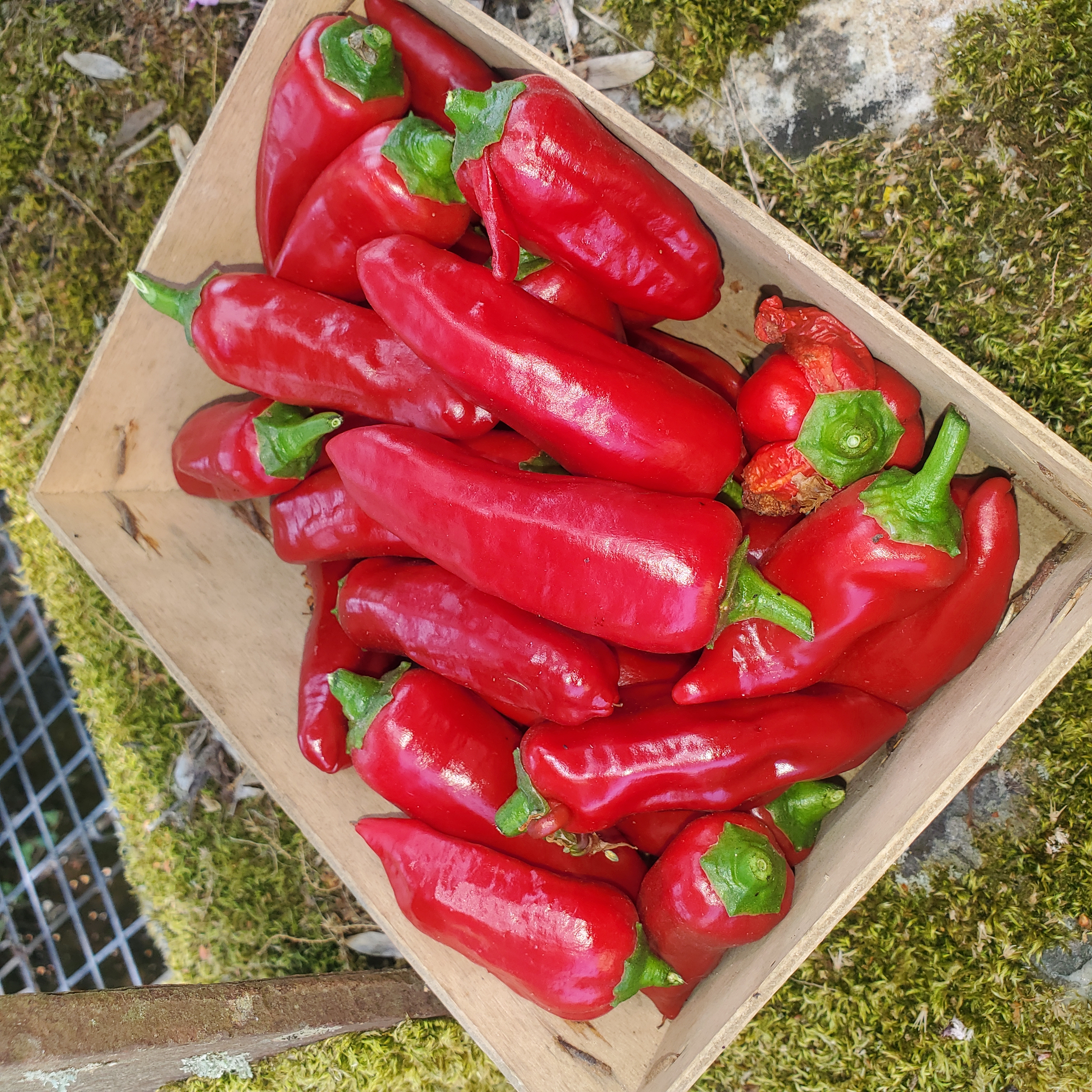 Piment de Bresse