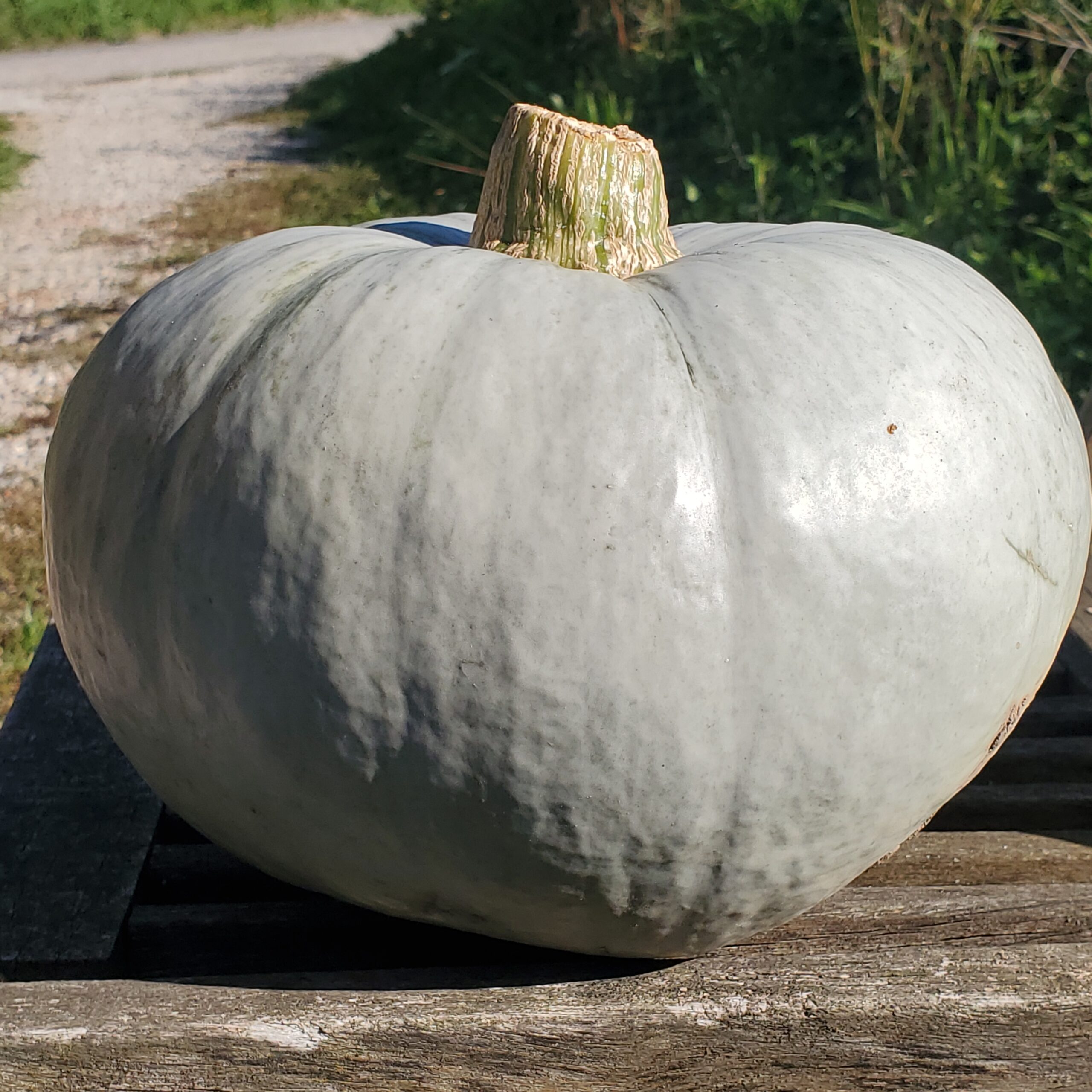 Courge Bleu de Hongrie