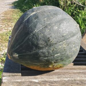 Courge Vert Kabocha
