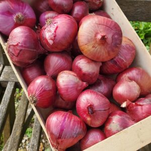 Oignons rouges