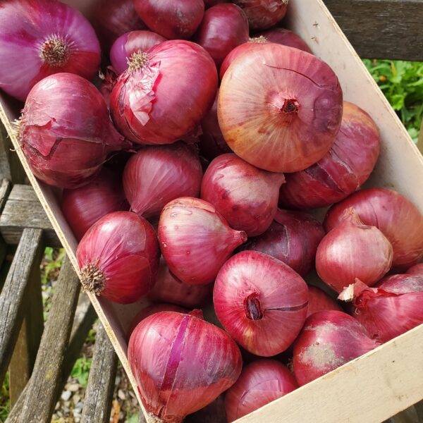 Oignons rouges